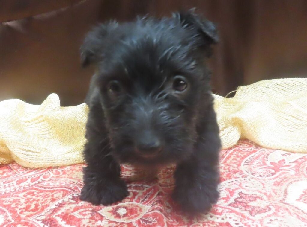 Esme 5wk 4