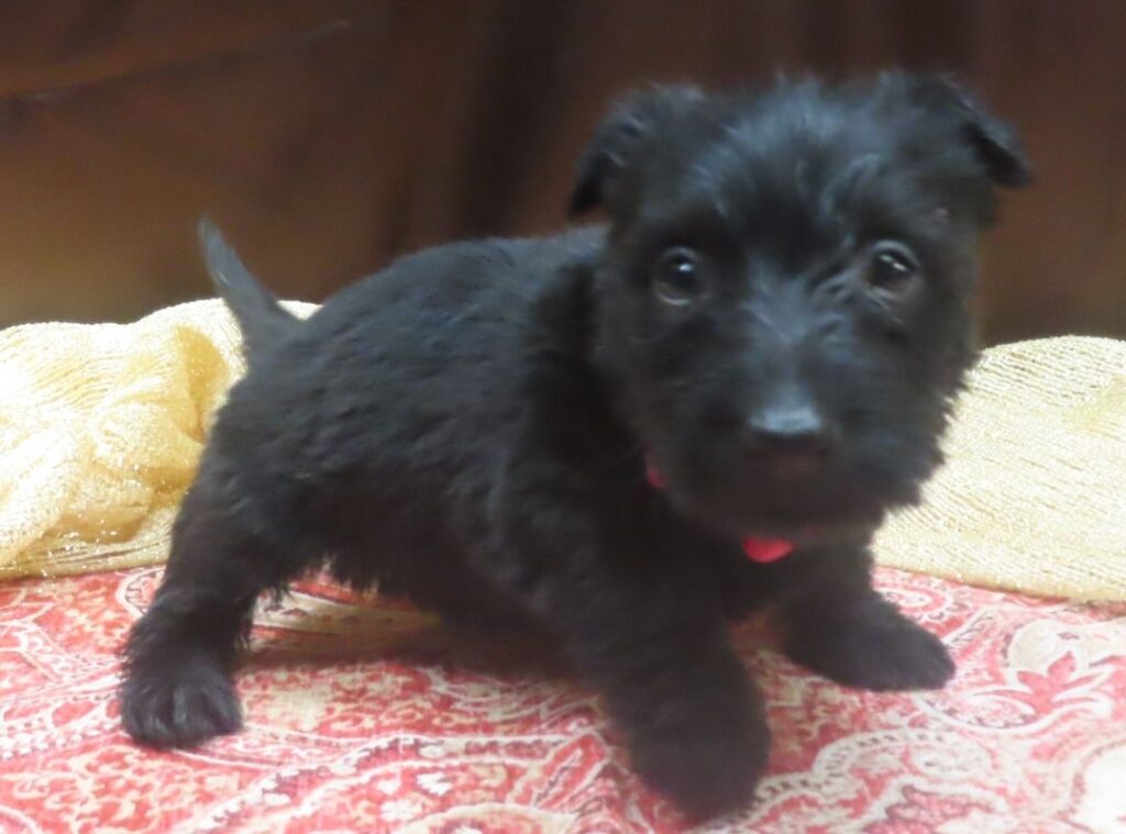 Esme 5wk 8