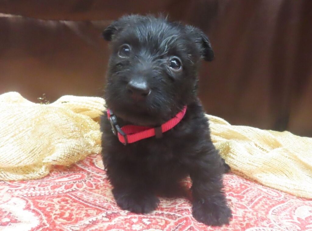 Esme 5wk 9