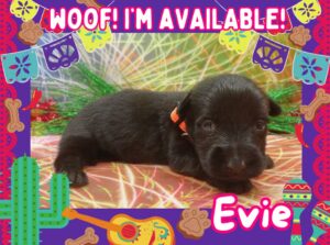 Evie 3wk ft