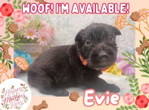 Evie 4wk ft