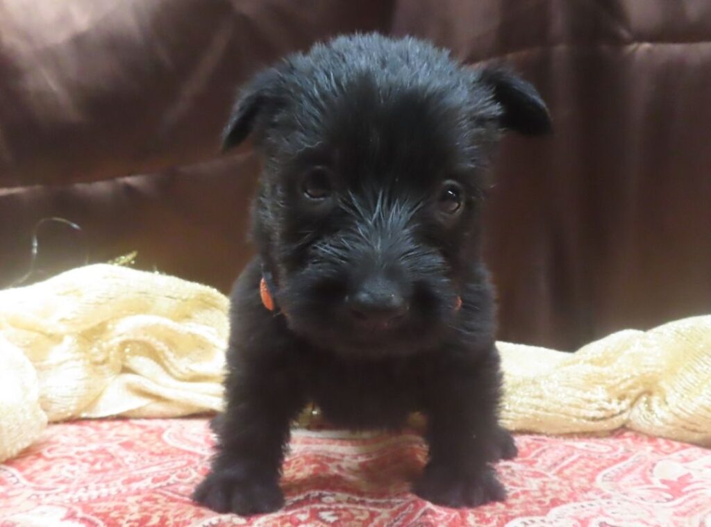 Evie 5wk 1
