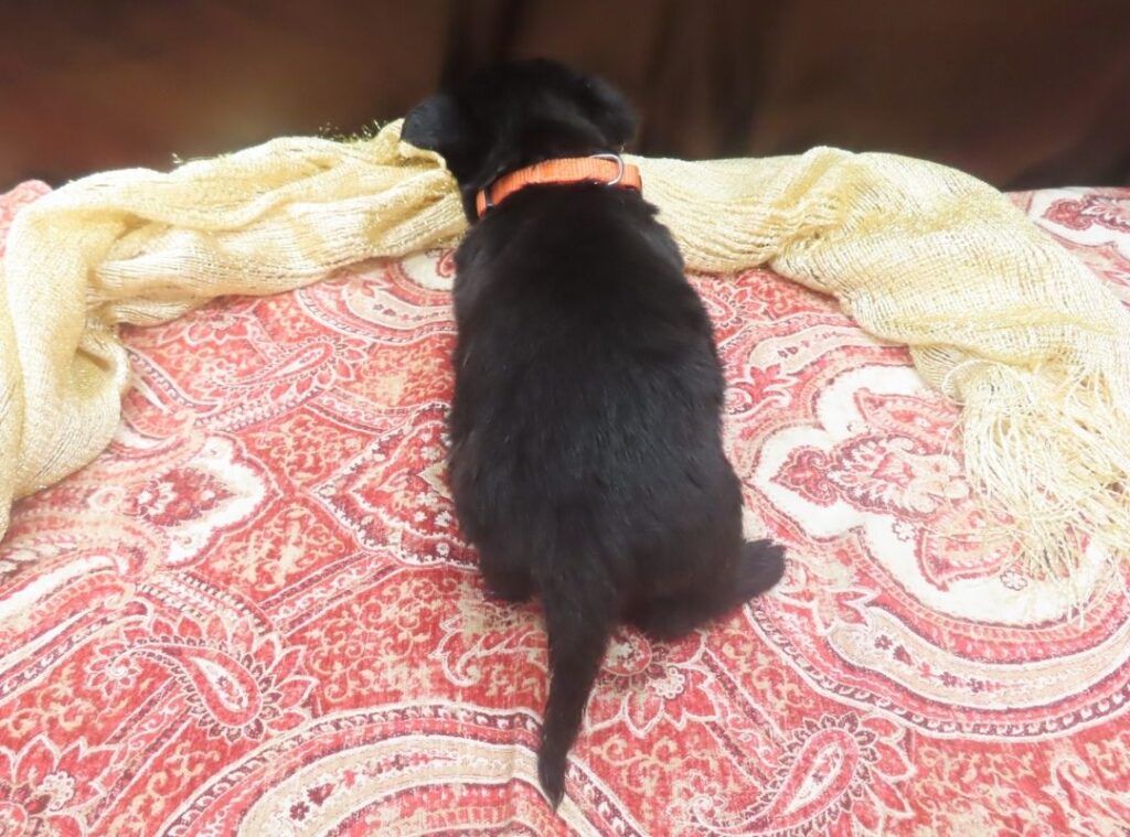 Evie 5wk 2 1
