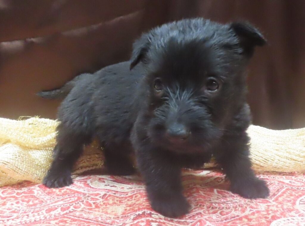 Evie 5wk 3 1