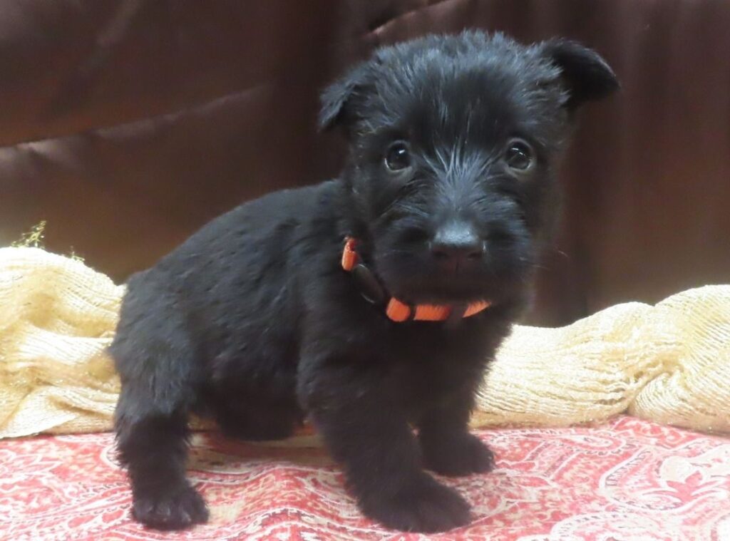 Evie 5wk 5 1