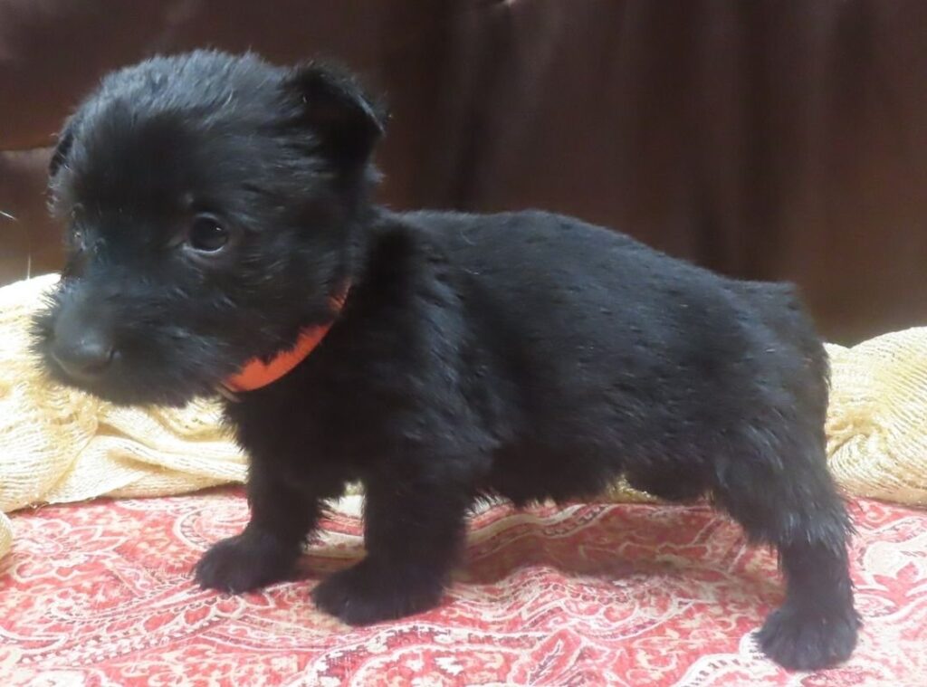 Evie 5wk 6 1