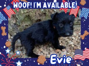 Evie 6wk ft