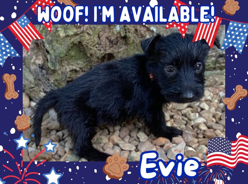 Evie 6wk ft
