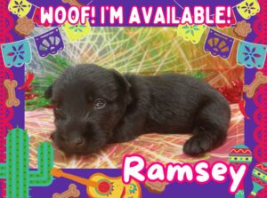 Ramsey 4wk ft
