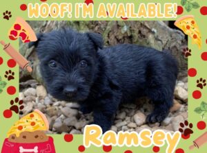 Home 13 Ramsey 6wk ft