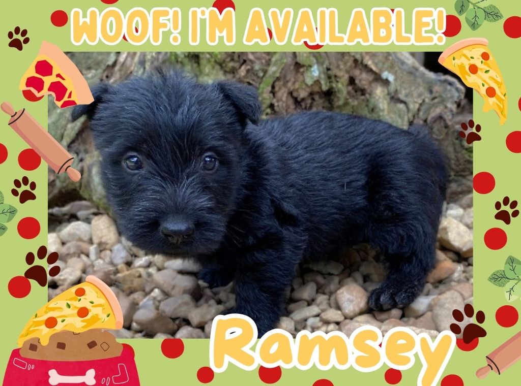 Ramsey 6wk ft