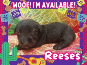 Reeses 4wk ft