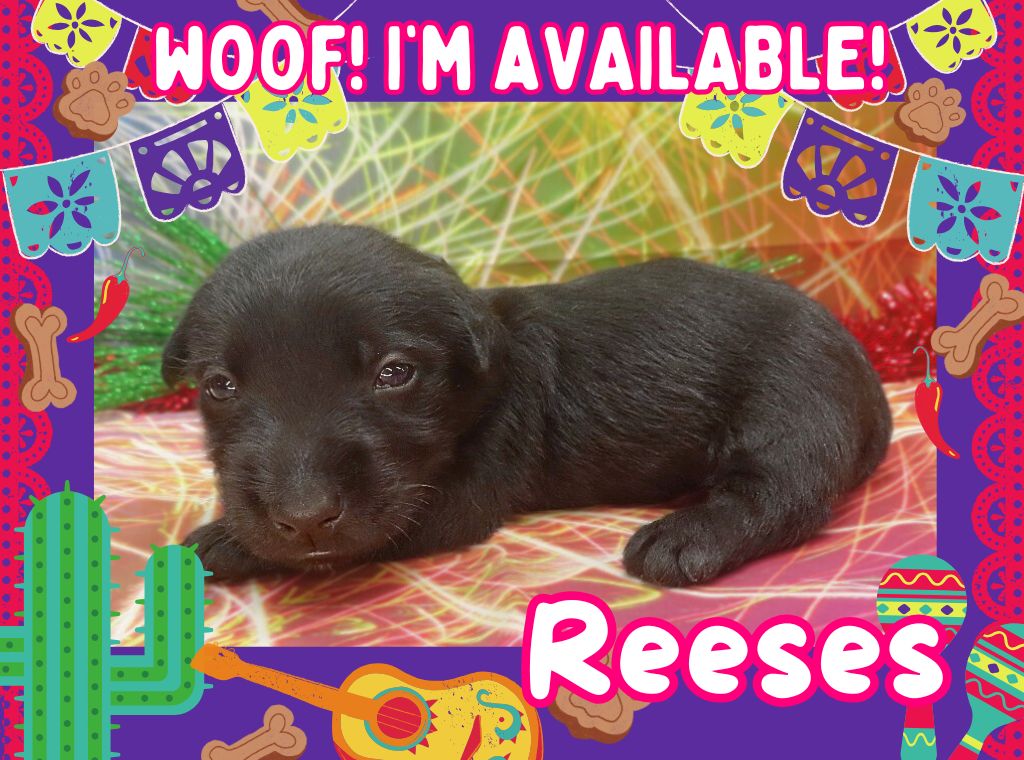 Reeses 4wk ft