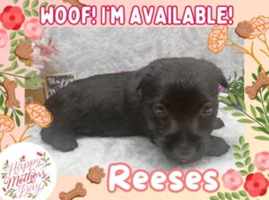 Home 14 Reeses 5wk ft