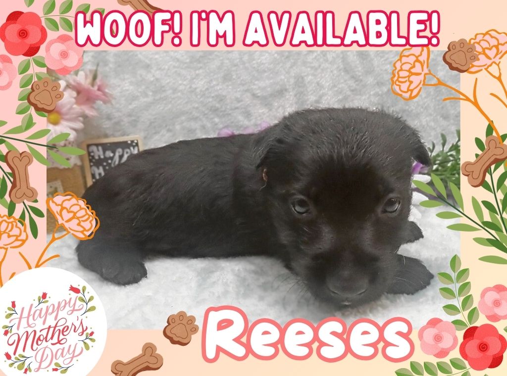 Reeses 5wk ft