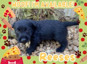 Home 14 Reeses 6wk ft