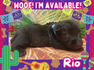 Available Puppies 25 black male Scottish terrier puppy
