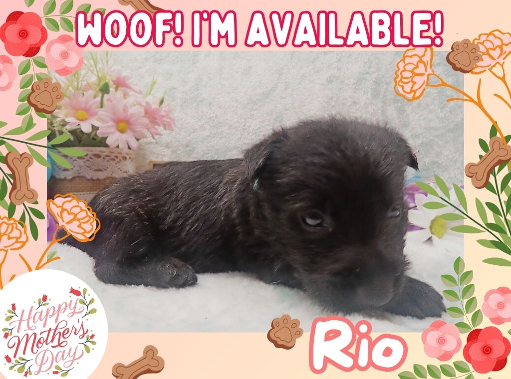 Rio 5wk ft