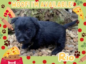 Home 12 Rio 6wk ft
