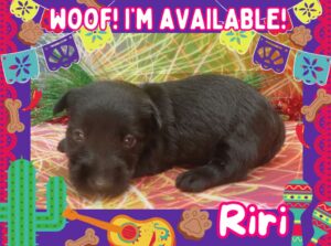 Riri 4wk ft
