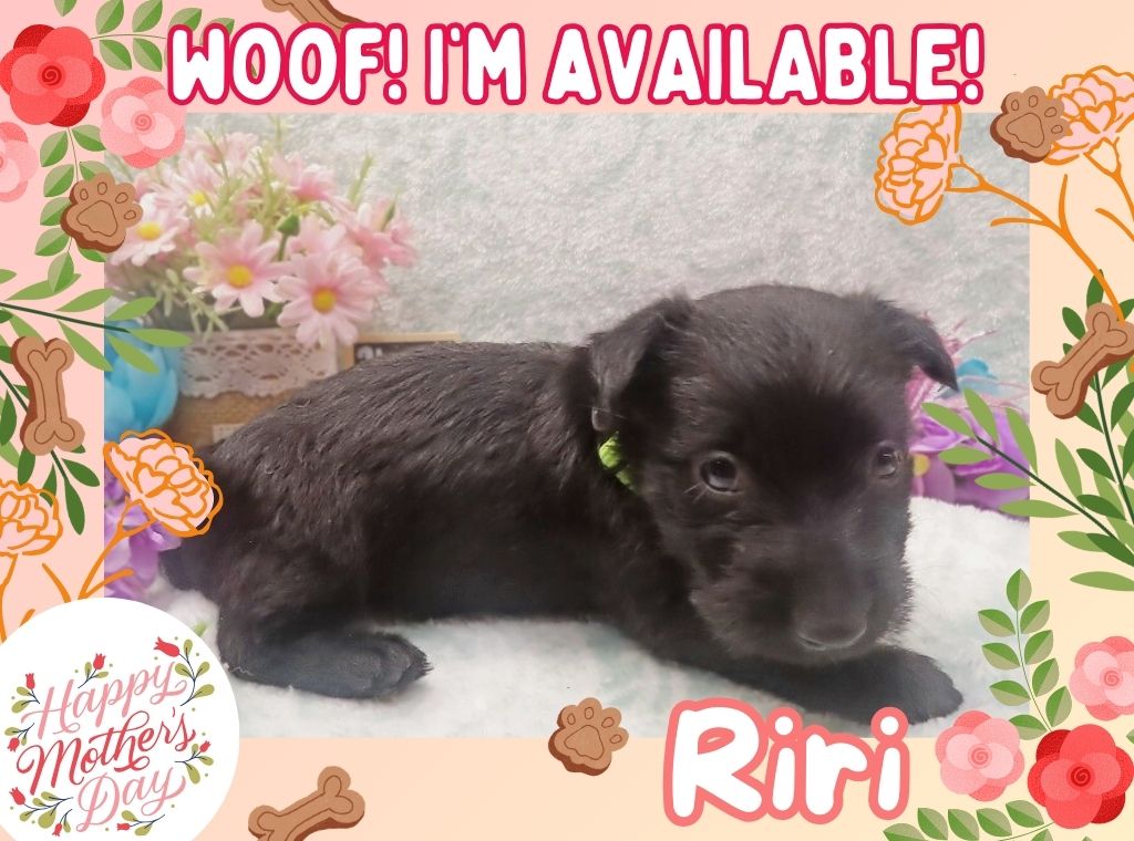 Riri 5wk ft