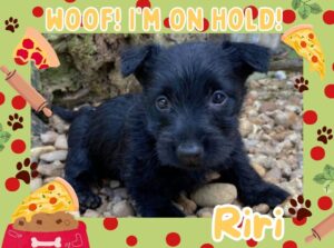 Home 16 Riri 6wk ft 2