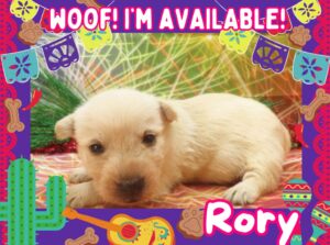 Wheaton male Scottish terrier puppy