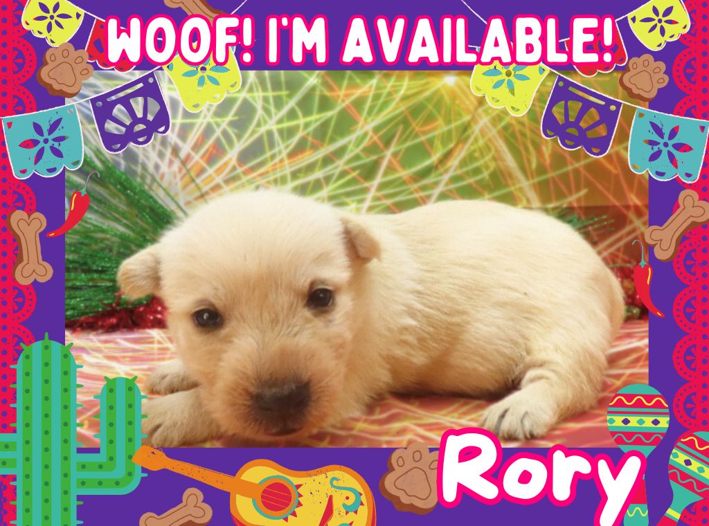 Wheaton male Scottish terrier puppy