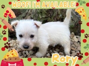 Home 15 Rory 6wk ft