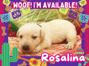 Available Puppies 20 Rosalina 4wk ft