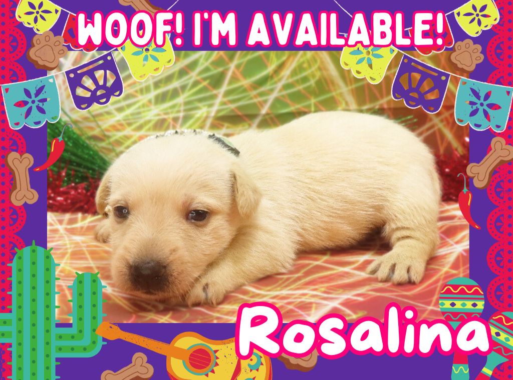 Rosalina 4wk ft
