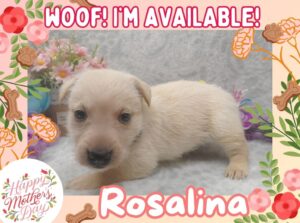 Home 17 Rosalina 5wk ft