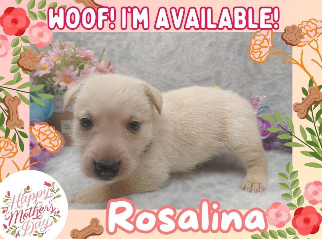 Rosalina 5wk ft