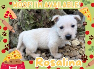 Home 17 Rosalina 6wk ft