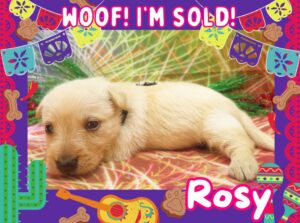 Available Puppies 19 Rosy 4wk ft 3