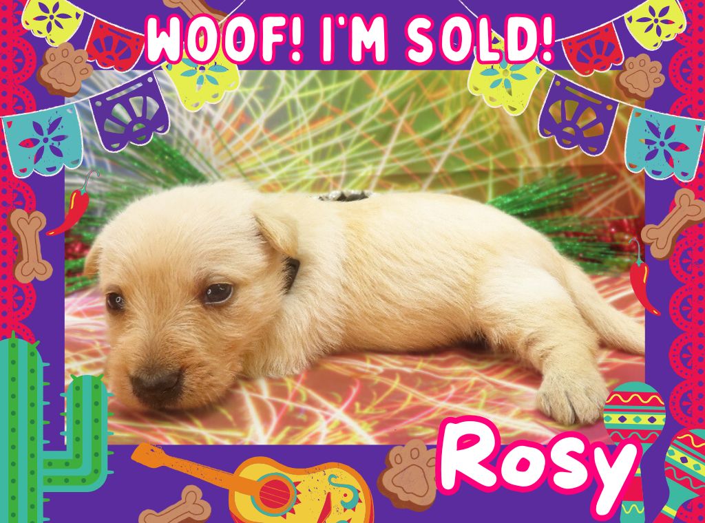 Rosy 4wk ft 3
