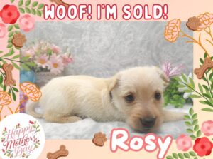 Home 18 Rosy 5wk ft 3