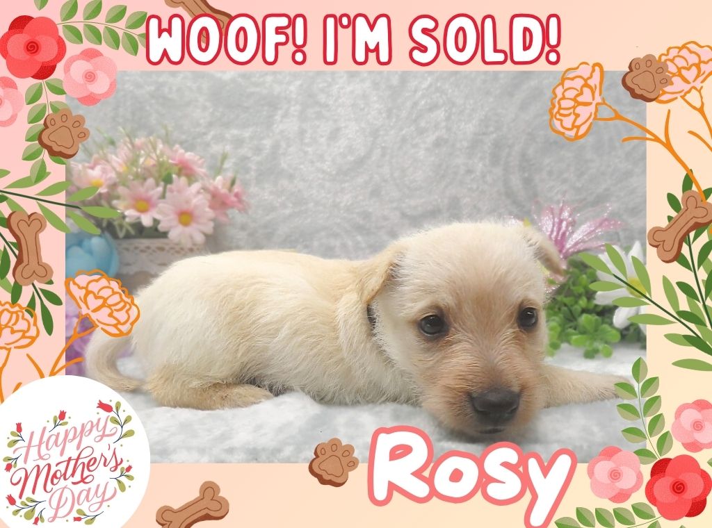 Rosy 5wk ft 3