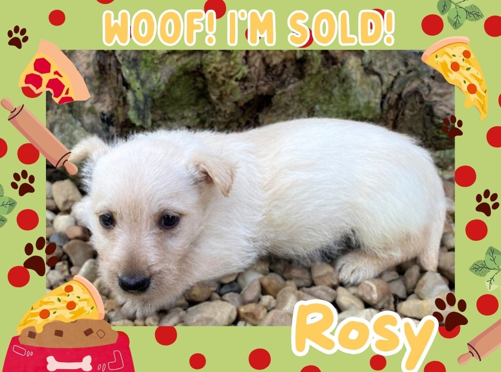 Rosy 6wk ft 3