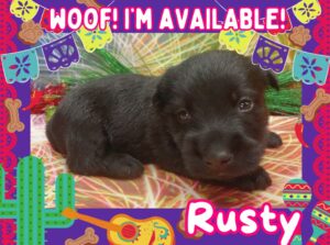 black Scottish terrier puppy