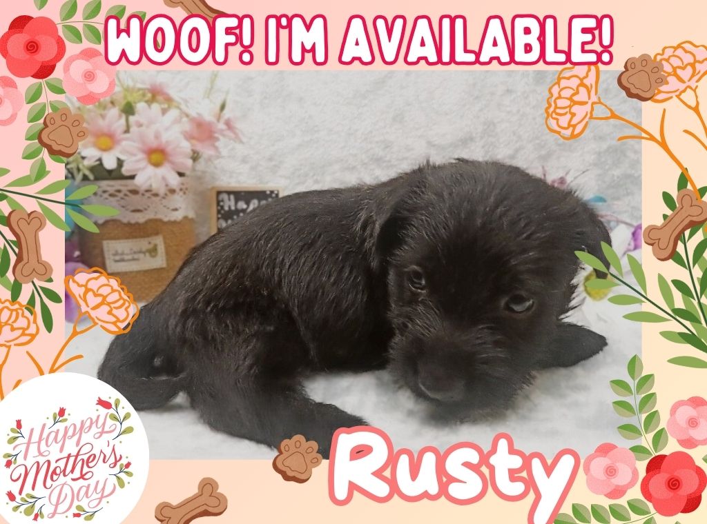 Rusty 5wk ft