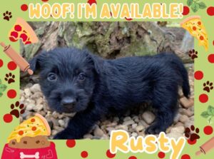Home 11 Rusty 6wk ft