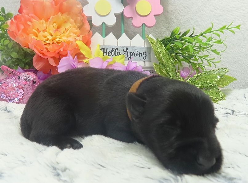 elio 2wk 5