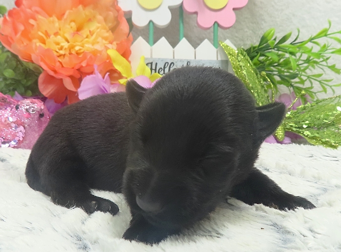 elio 2wk 6