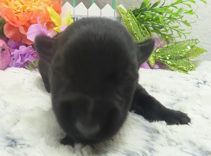 elio 2wk 8