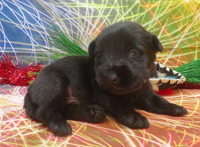 elio 3wk 3