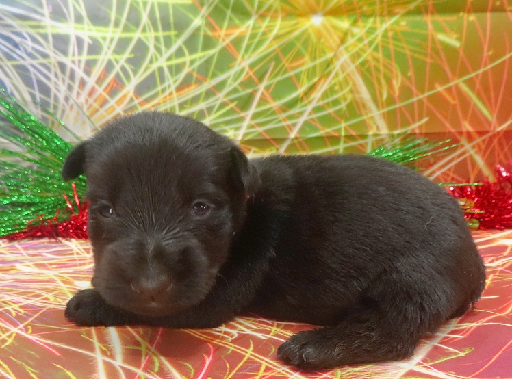 elio 3wk 6