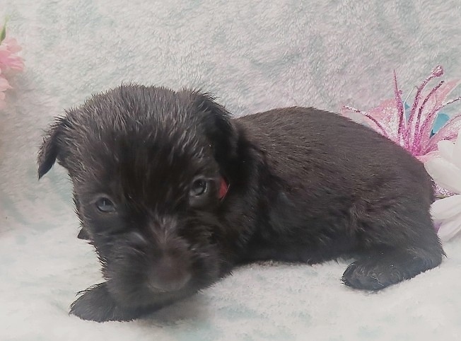 elio 4wk 6