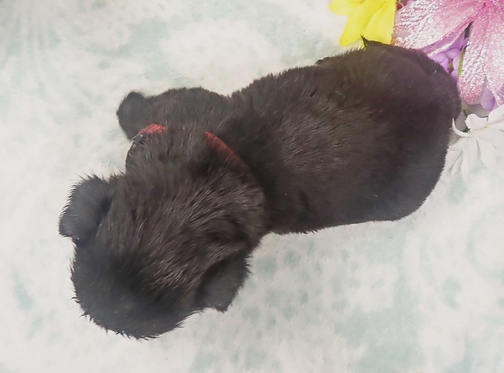 elio 4wk 7