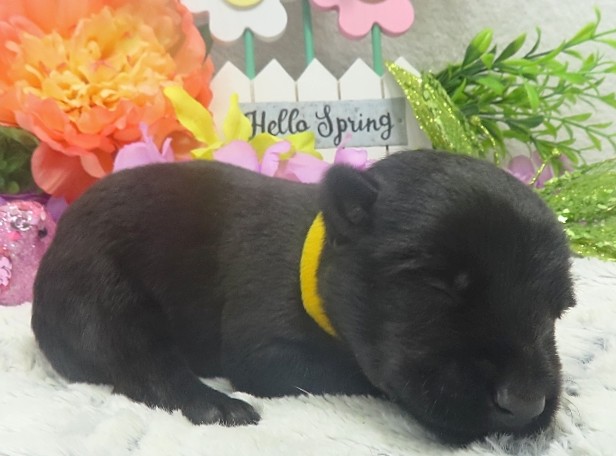 elliot 2wk 2